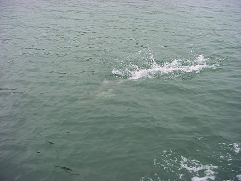 A Porpoise diving in Sutlej Channel