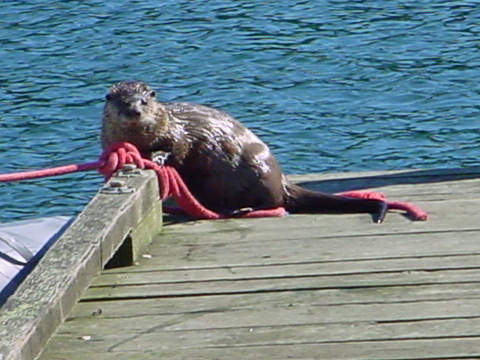 Sea Otter in Port Browning Marina